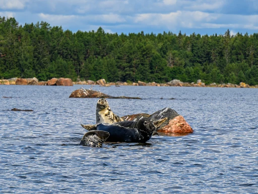 Presentkort för Säl- och havsörnsafari